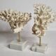 Set of four old white corals on marble base, 20 cm