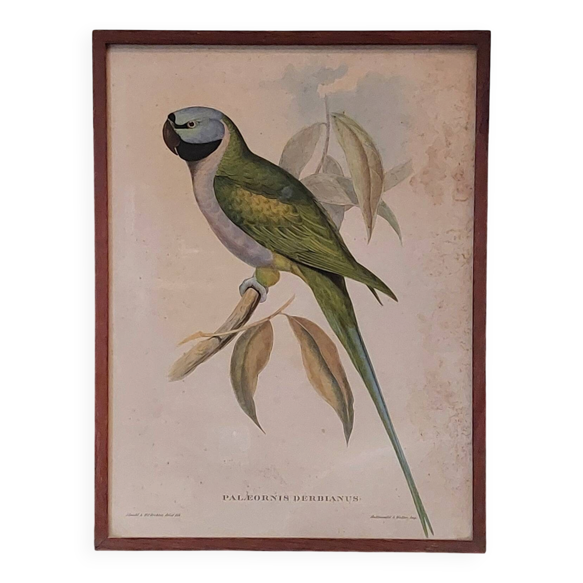 Cadre ancien ornithologique