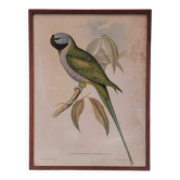 Old ornithological frame