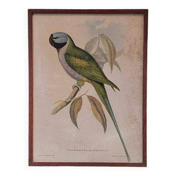 Cadre ancien ornithologique