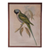 Cadre ancien ornithologique