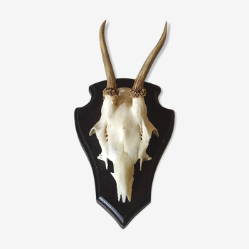 Massacre young deer hunting trophy on dark varnished oak wood crest