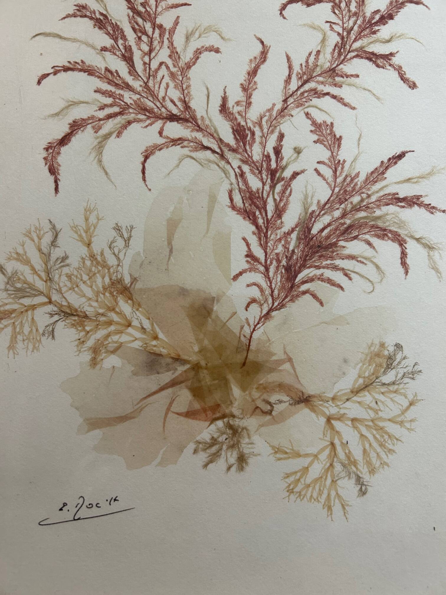 vintage painting natural algae