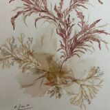 vintage painting natural algae