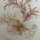 tableau vintage algues naturelles