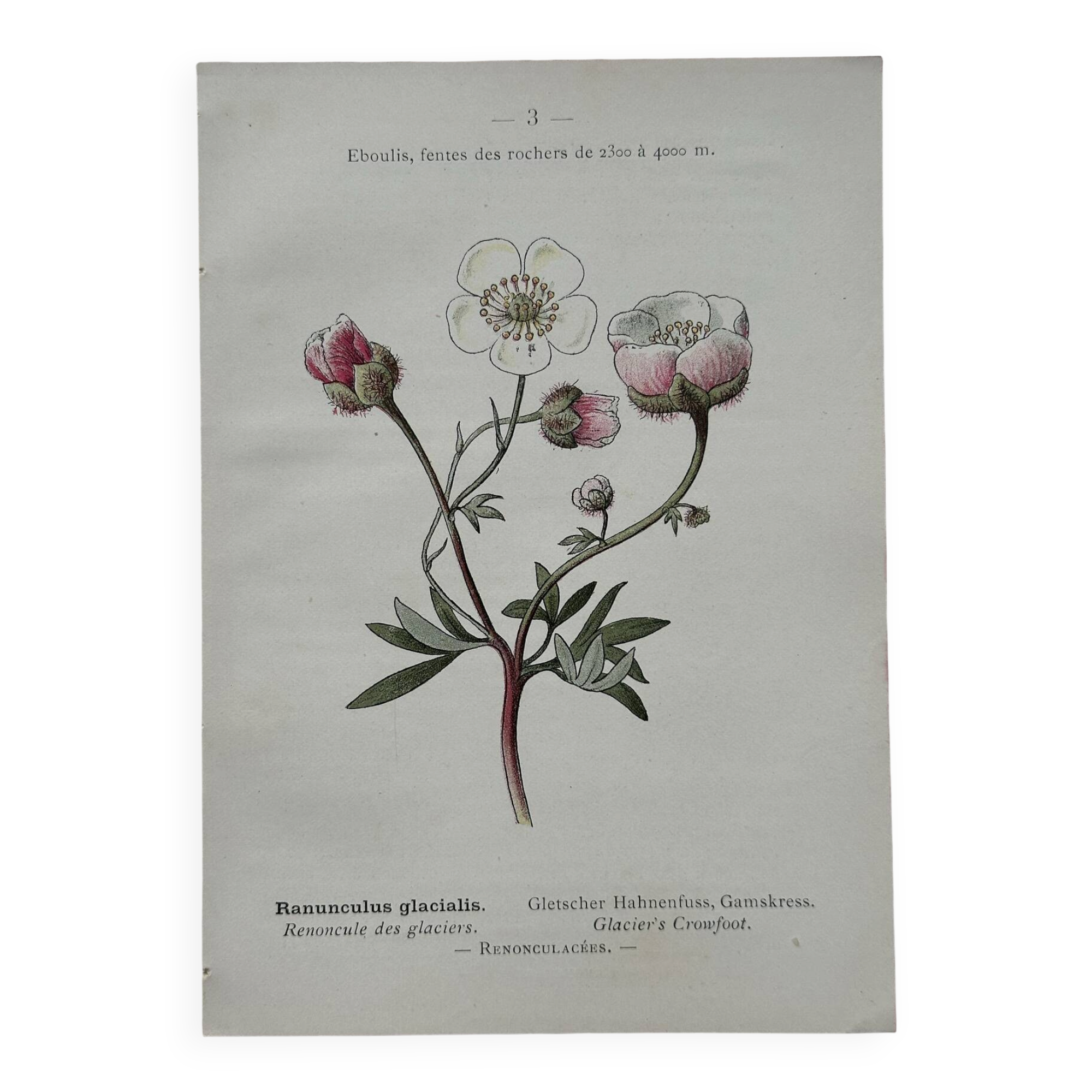 Botanical Plate 1800 Old Naturalist Engraving 19th Century Double-Sided
