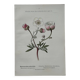 Botanical Plate 1800 Old Naturalist Engraving 19th Century Double-Sided