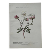 Botanical Plate 1800 Old Naturalist Engraving 19th Century Double-Sided