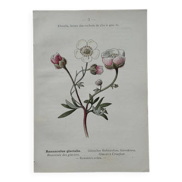 Botanical Plate 1800 Old Naturalist Engraving 19th Century Double-Sided