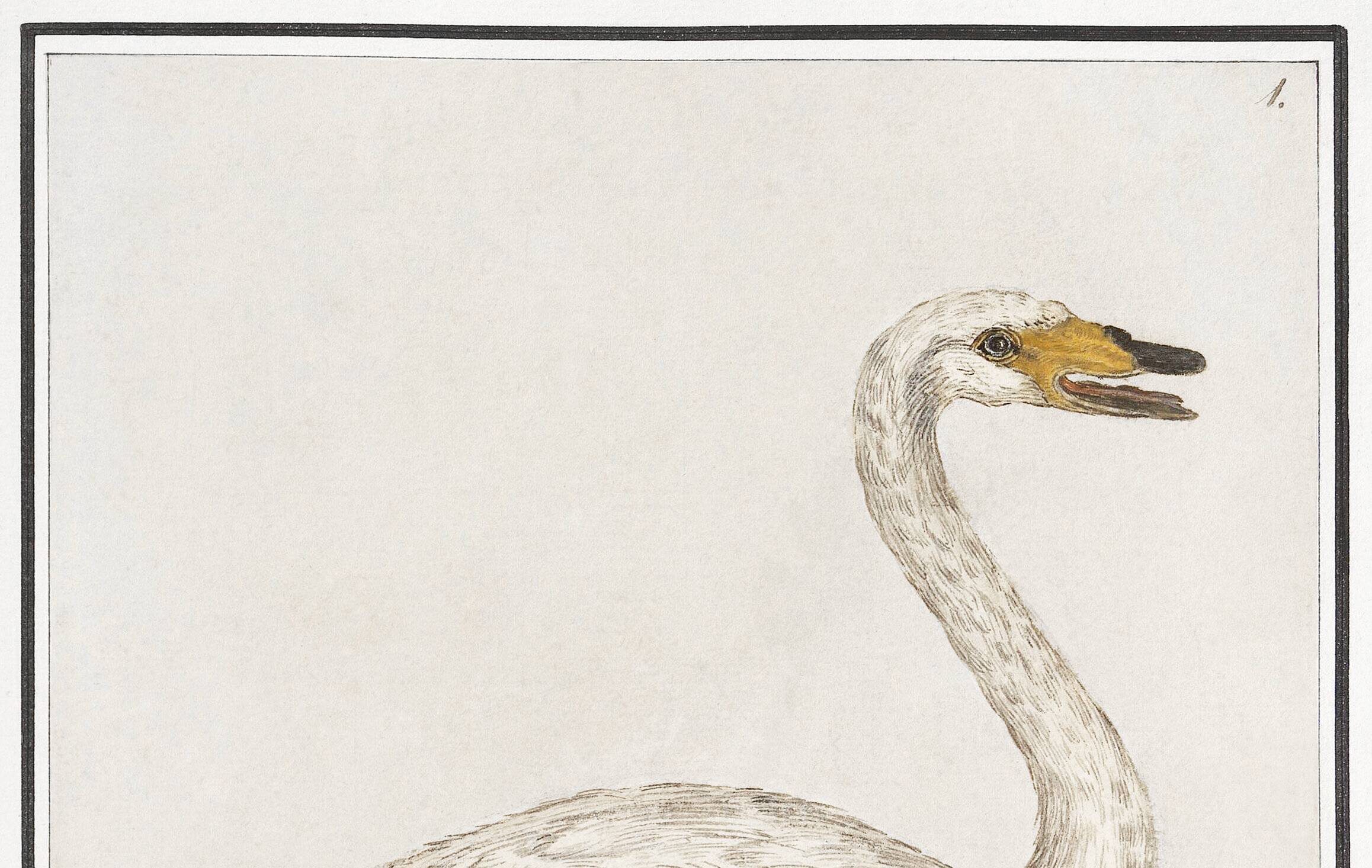 Small poster about the swan, after an old engraving from 1610.
