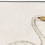 Small poster about the swan, after an old engraving from 1610.