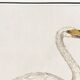 Small poster about the swan, after an old engraving from 1610.