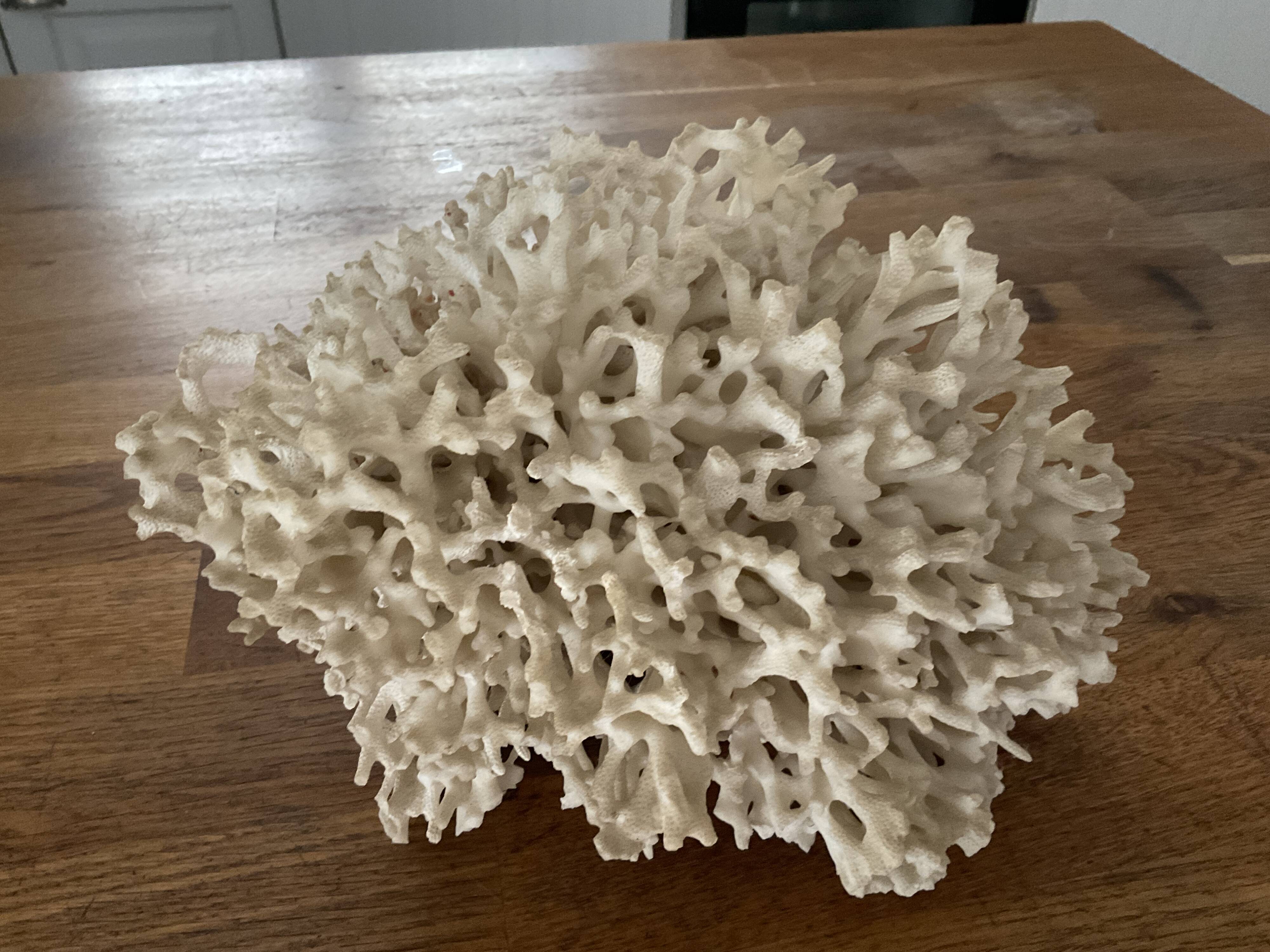 Corail Blanc / Corail nid . Ancien  . 32 cm x 24 cm