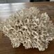 Corail Blanc / Corail nid . Ancien  . 32 cm x 24 cm