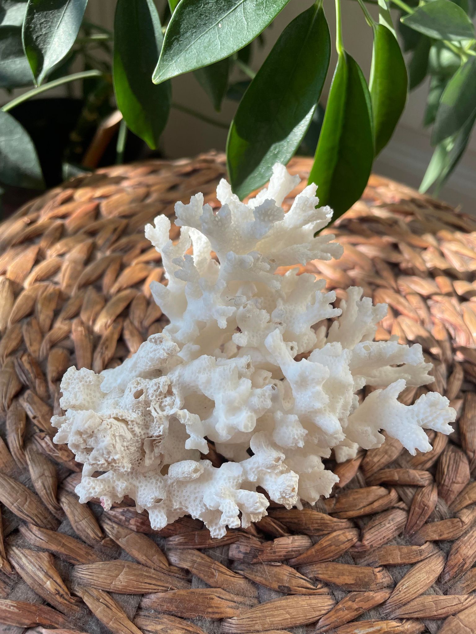 ancient white coral