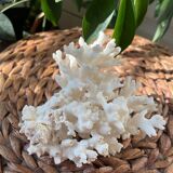 ancient white coral