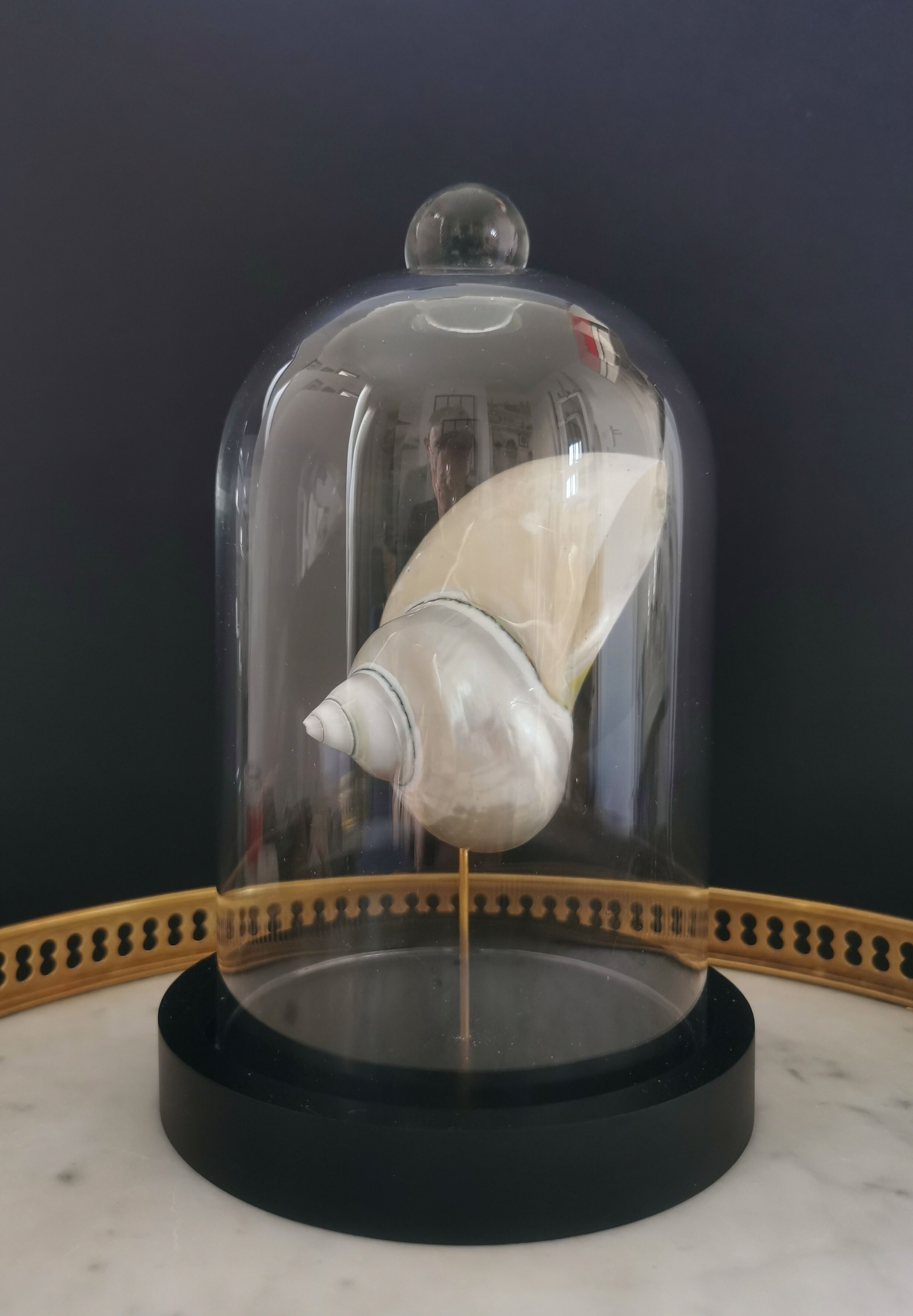 Pearl Turbo shell under glass globe. H. 18,5cm