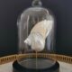 Pearl Turbo shell under glass globe. H. 18,5cm