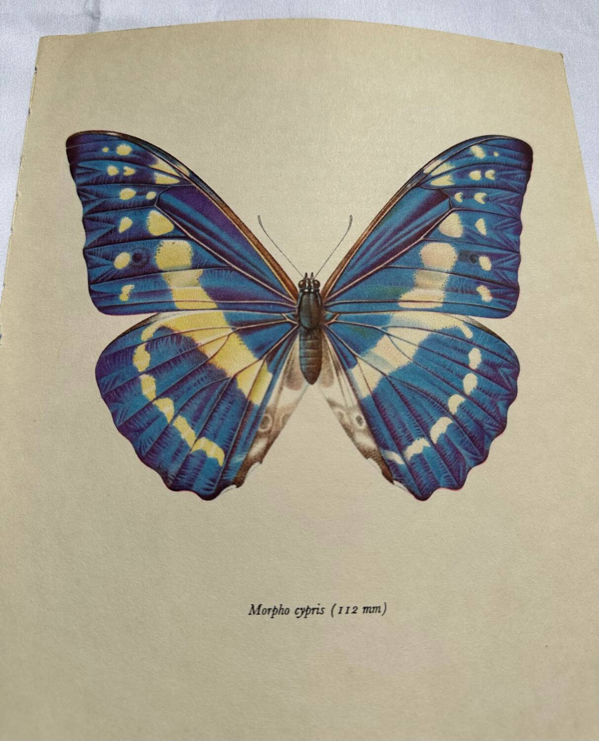 Antique Butterfly Print – Vintage Naturalist Lithograph