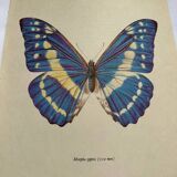 Antique Butterfly Print – Vintage Naturalist Lithograph