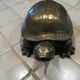 Tortue en laiton xxe patine dorée