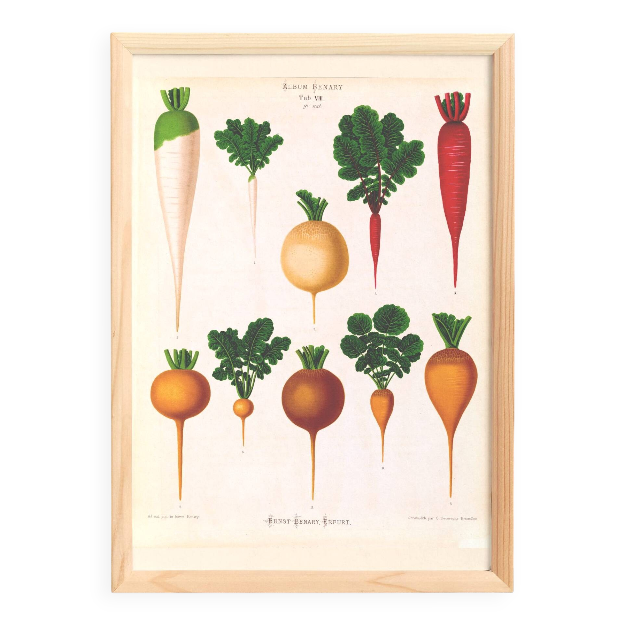 Poster about white radishes, based on an old engraving from 1886.