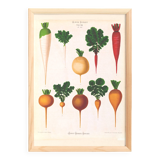 Poster about white radishes, based on an old engraving from 1886.