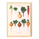 Poster about white radishes, based on an old engraving from 1886.