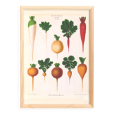 Poster about white radishes, based on an old engraving from 1886.