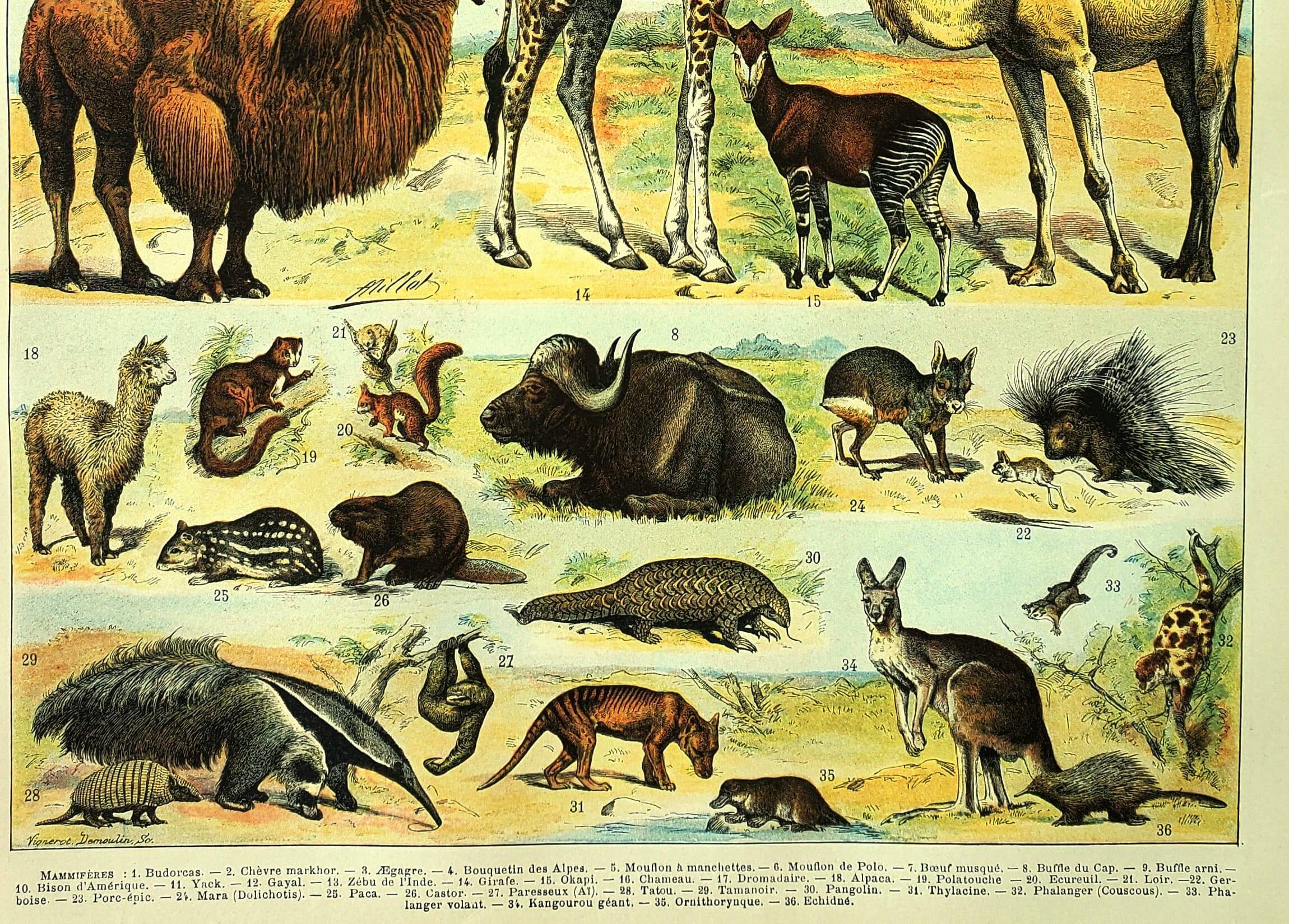 Antique engraving 1897 A. Millot - Mammals 3, animals, zoology