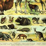 Antique engraving 1897 A. Millot - Mammals 3, animals, zoology