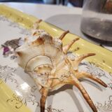 Conch shell