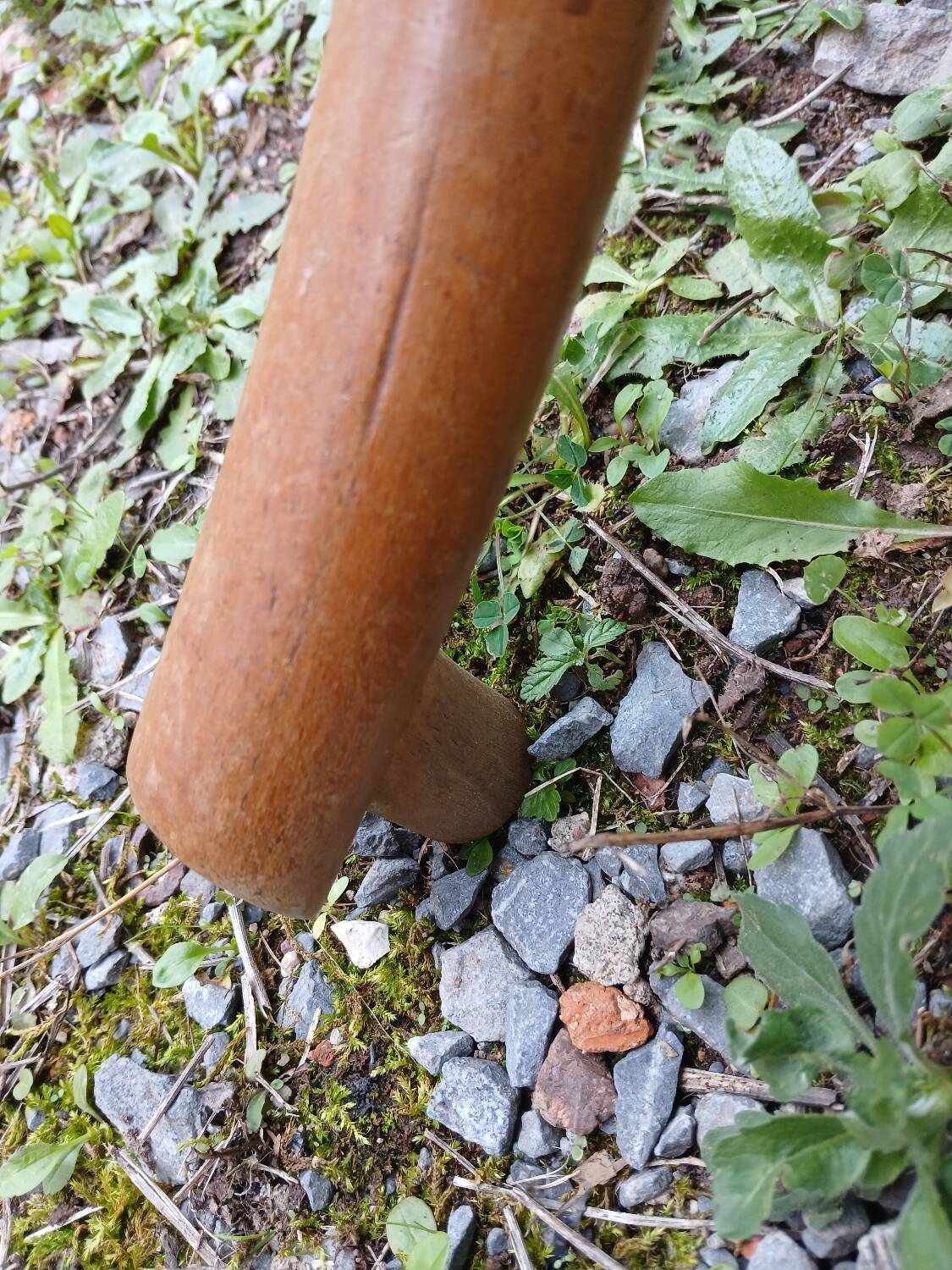 Antique parrot coat rack