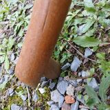 Antique parrot coat rack