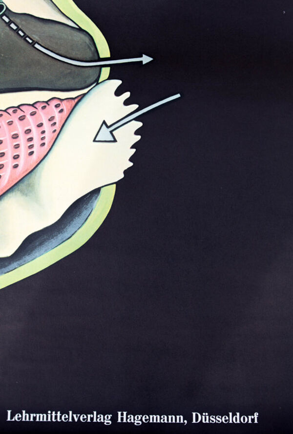 Affiche de Jung-Koch-Quentell ''moules bleues'' 1970