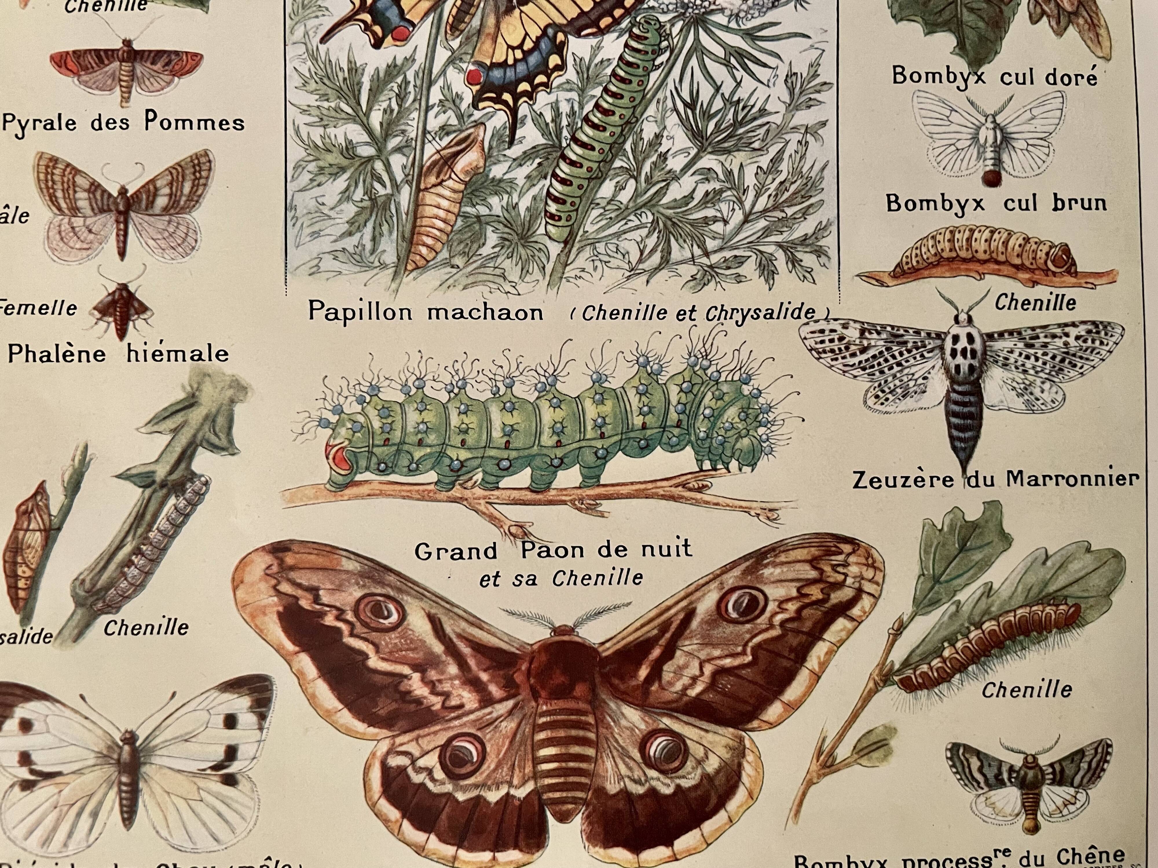 Lithographie sur les papillons de 1921
