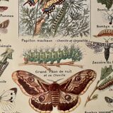 Lithograph on butterflies from 1921