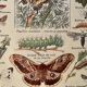 Lithographie sur les papillons de 1921