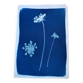 Cyanotype fleurs de carotte bleu vintage