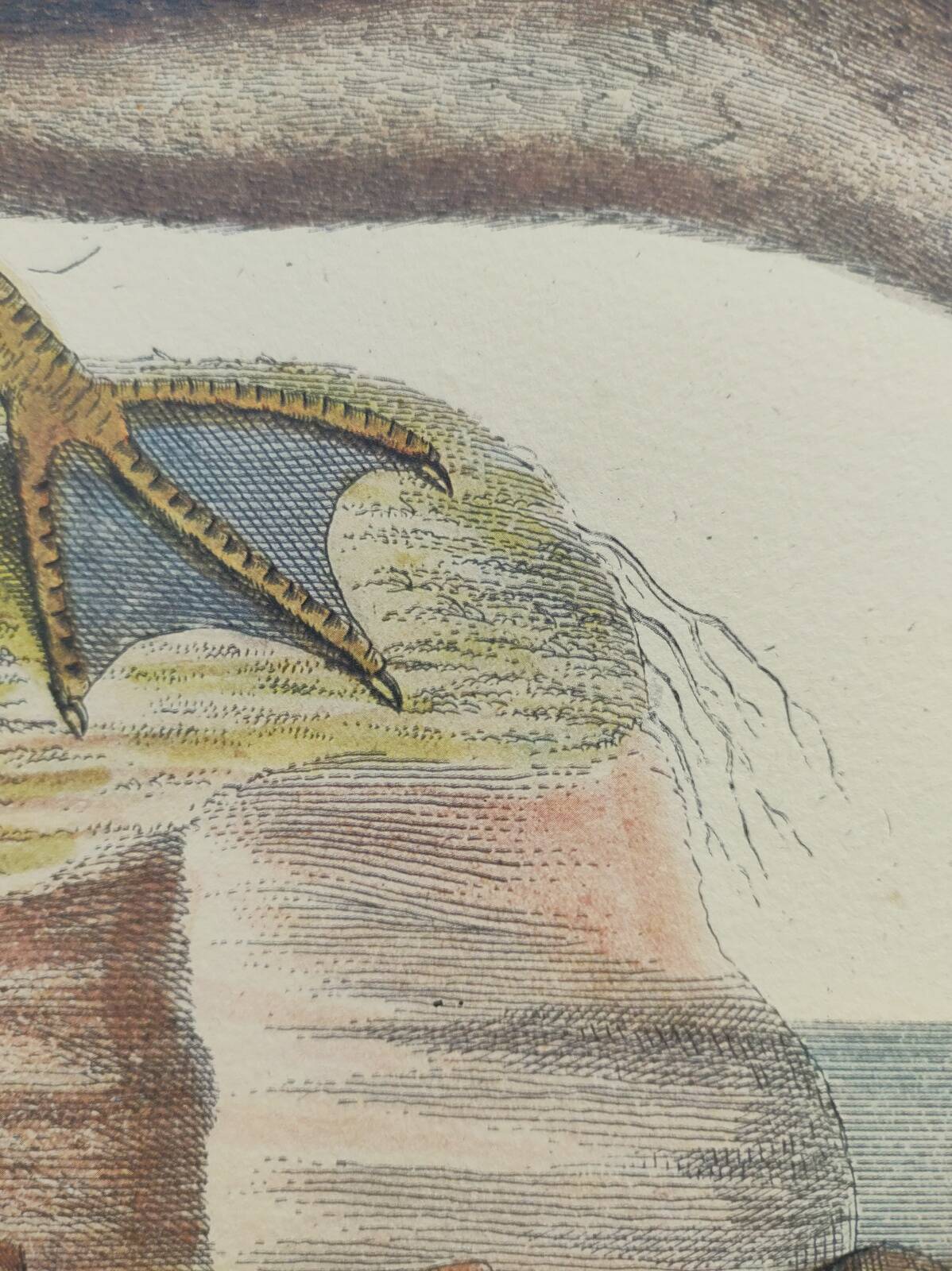 Old bird engraving - Brown Teal - Zoological plate by Seligmann & Catesby de Canard
