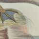 Old bird engraving - Brown Teal - Zoological plate by Seligmann & Catesby de Canard