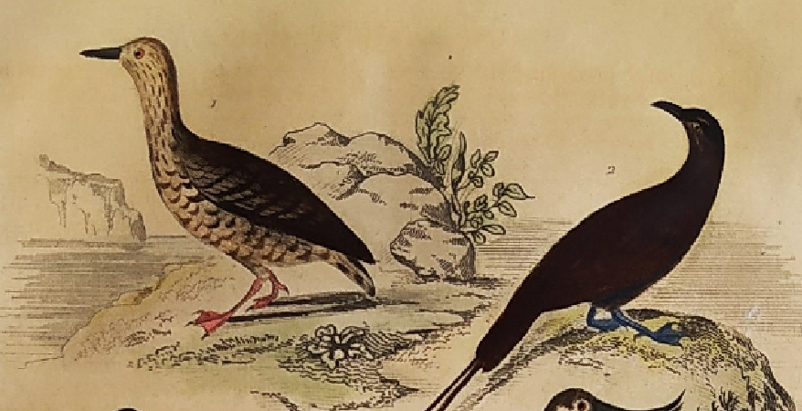 Original ornithological plate "