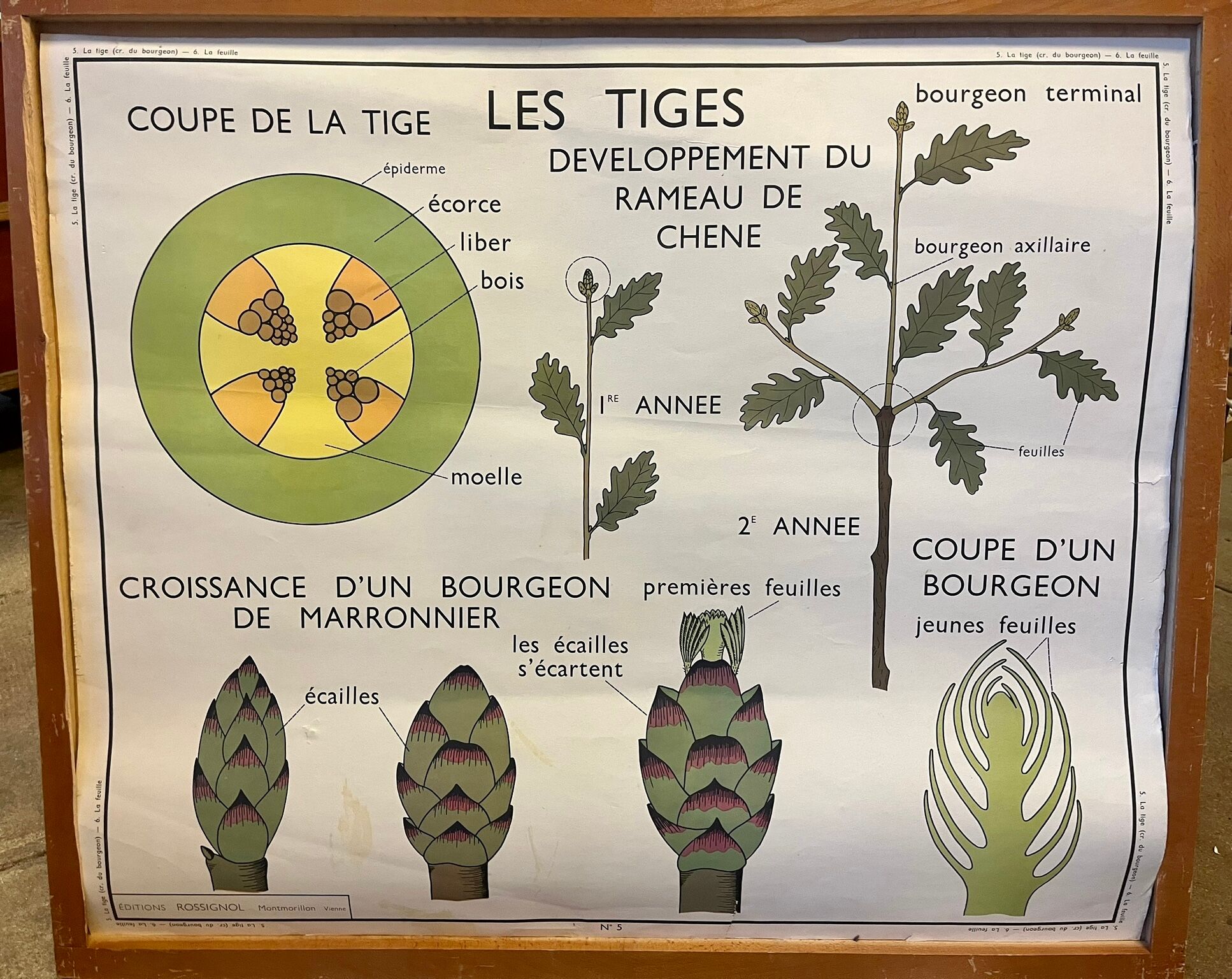 Food and/or Vegetable Poster - The Leaf and the Stems - Rossignol