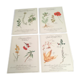Lot posters ready herbal