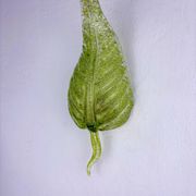 Barovier & Toso leaf-shaped wall sconce, green Murano glass, Italy, 1960s