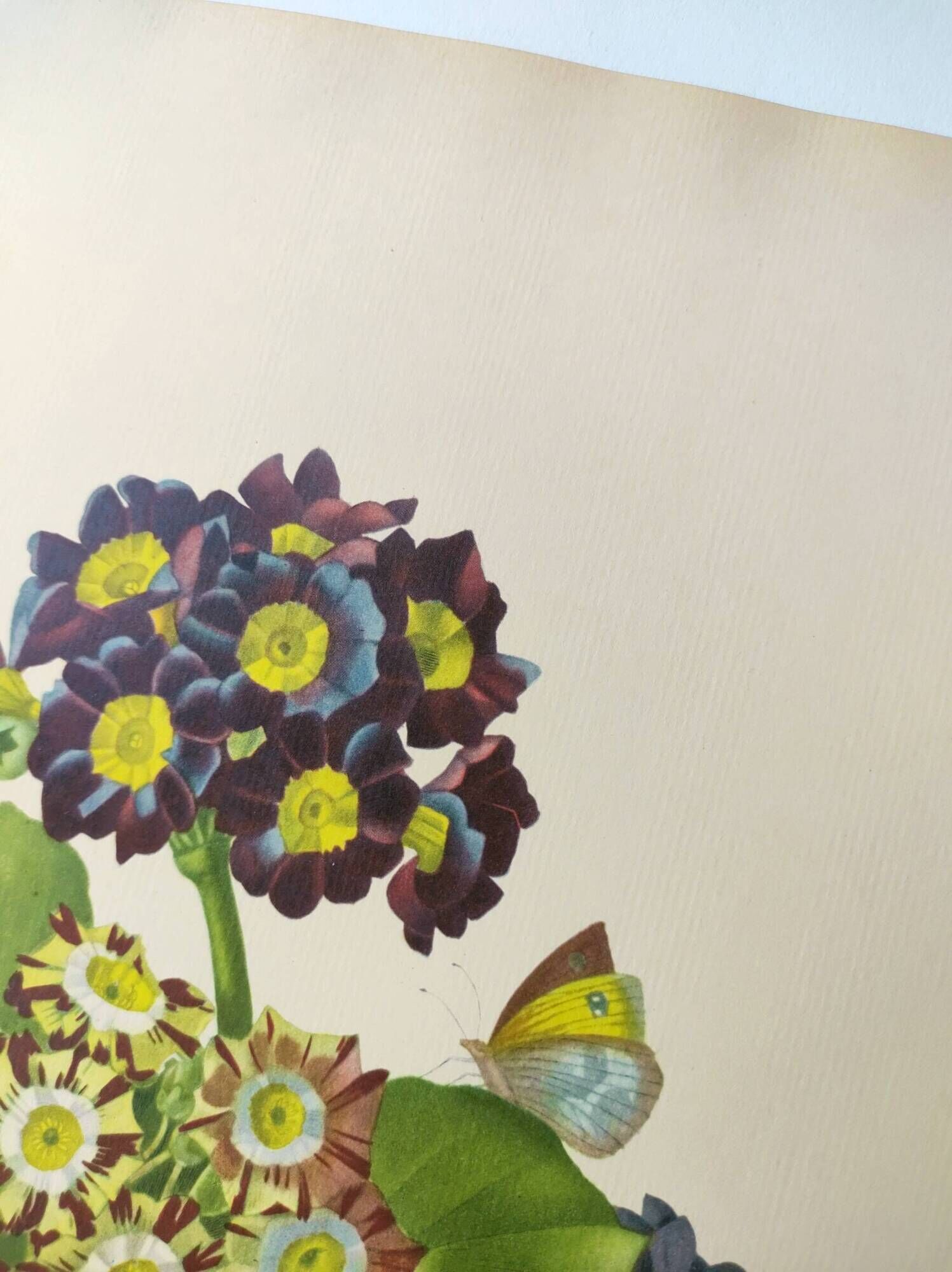 Antique botanical engraving -1955- bear's ear flower - primula auricula- by pj. redouté. vintage