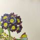 Antique botanical engraving -1955- bear's ear flower - primula auricula- by pj. redouté. vintage