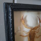 Naturalized scorpion frame under glass 1970