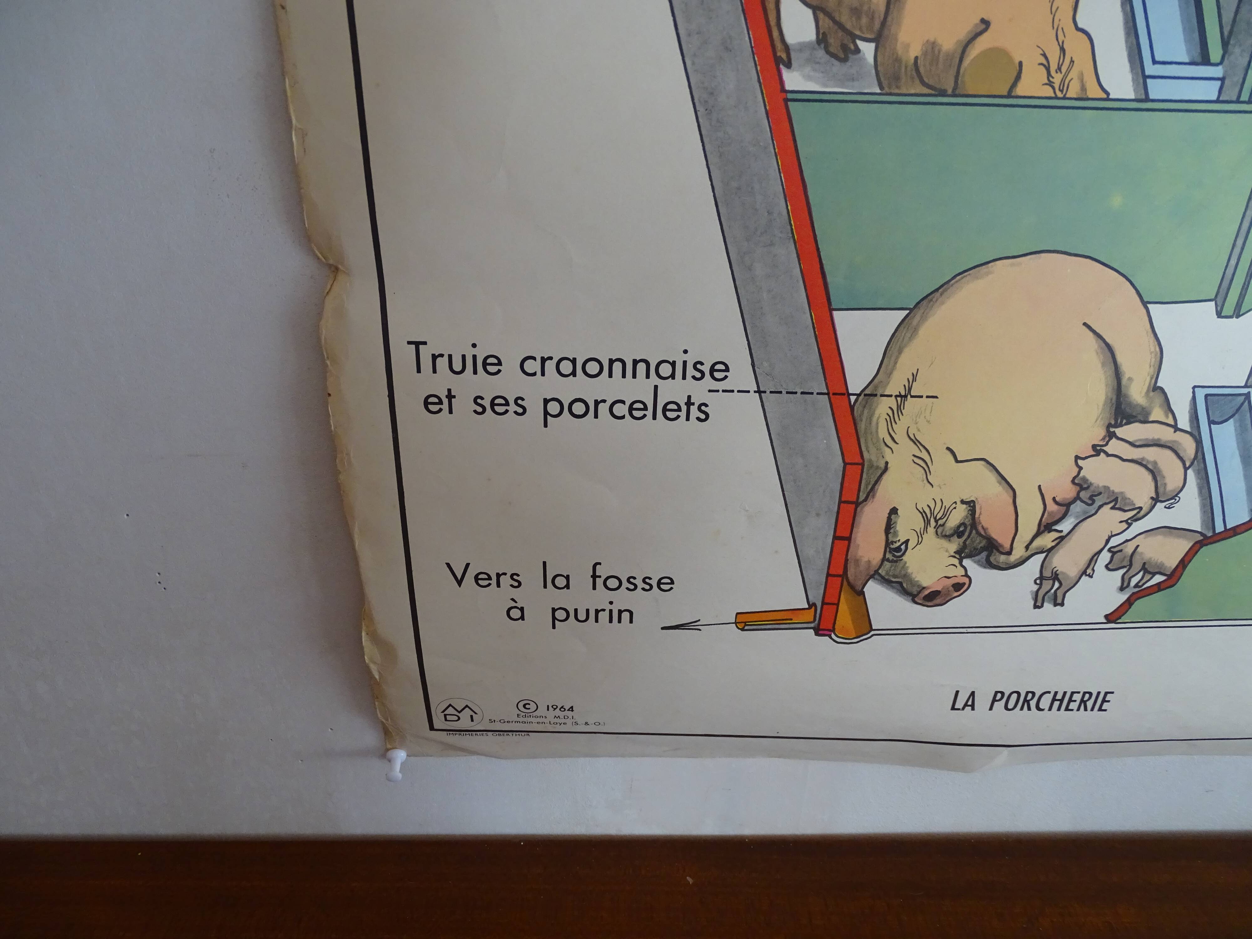 School poster on both sides anatomy the cat and pig . Edition MDI.1964
