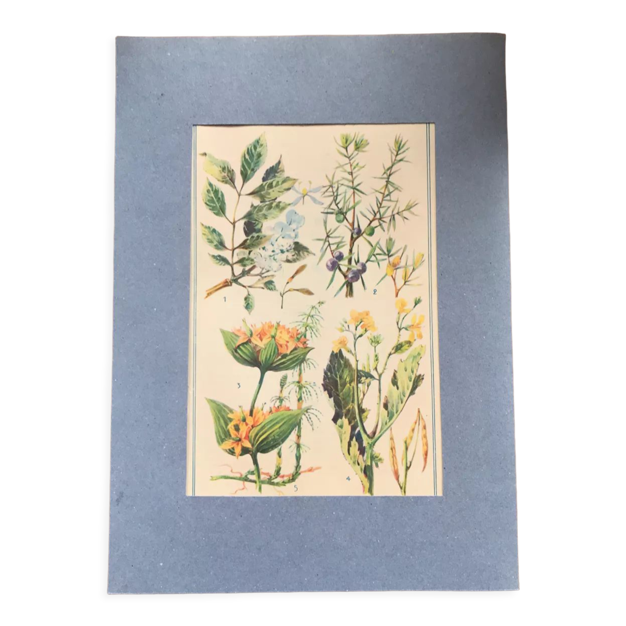 Original vintage botanical board n X